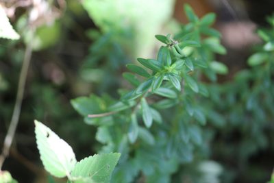 Sedum calcicola, photographed by Francisco Martínez González