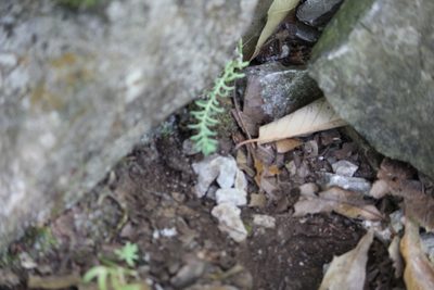 Sedum potosinum, photographed by Francisco Martínez González