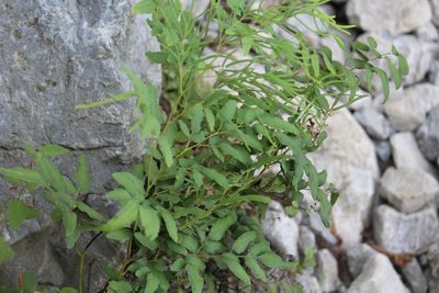 Llavea cordifolia, photographed by Francisco Martínez González