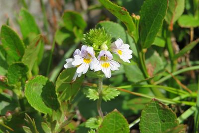 Euphrasia officinalis, photographed by Marco Mussita