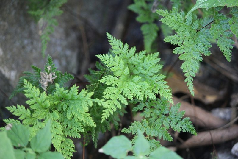 Aspidotis meifolia, photographed by Francisco Martínez González