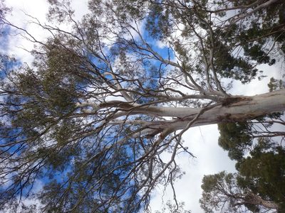 Eucalyptus viminalis, photographed by Yoav Daniel Bar-Ness