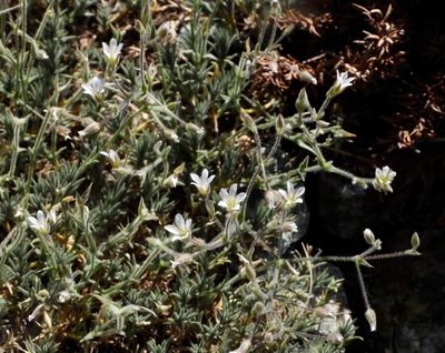 Sabulina nuttallii, photographed by desertnaturalist