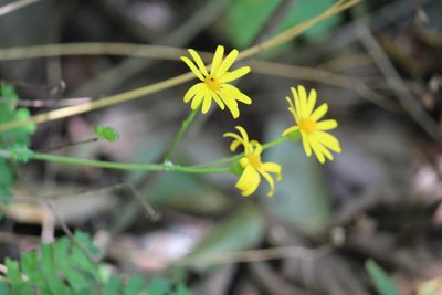 Packera montereyana, photographed by Francisco Martínez González