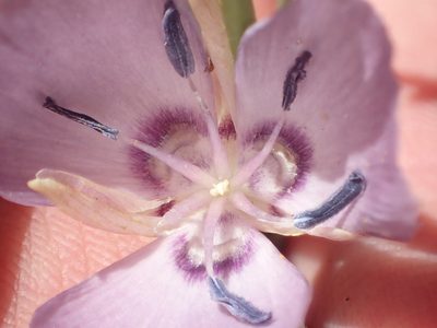 Calochortus nudus, photographed by rockybajada