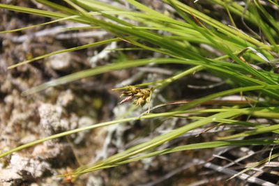 Carex deflexa, photographed by Étienne Lacroix-Carignan