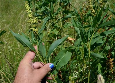 Rumex altissimus, photographed by Evan Barker