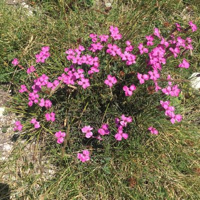 Dianthus brachycalyx, photographed by Stephanie G. Williams