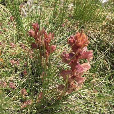 Orobanche alba, photographed by Stephanie G. Williams