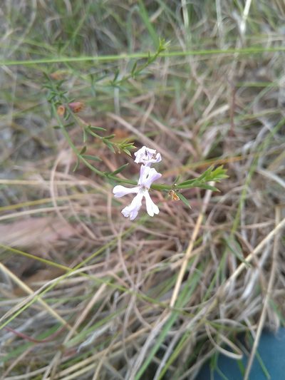 Westringia tenuicaulis, photographed by Tony van Kampen