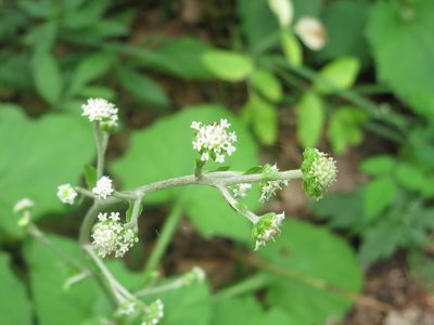 Adenocaulon himalaicum, photographed by Repina Tatyana
