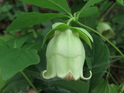 Codonopsis lanceolata, photographed by Repina Tatyana