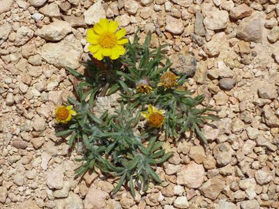 Tetraneuris acaulis, photographed by Julien Tchilinguirian