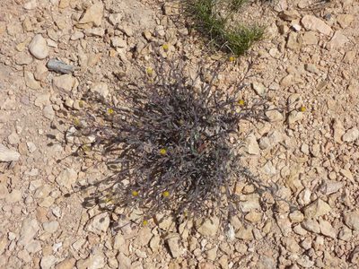 Xanthisma grindelioides, photographed by Julien Tchilinguirian