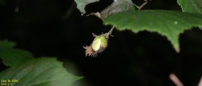 Corylus heterophylla, photographed by Kim, Hyun-tae