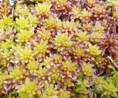 Sphagnum subnitens, photographed by Cilla Moerman