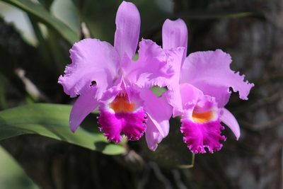 Cattleya trianae, photographed by GERMAN LEONEL SARMIENTO CRUZ