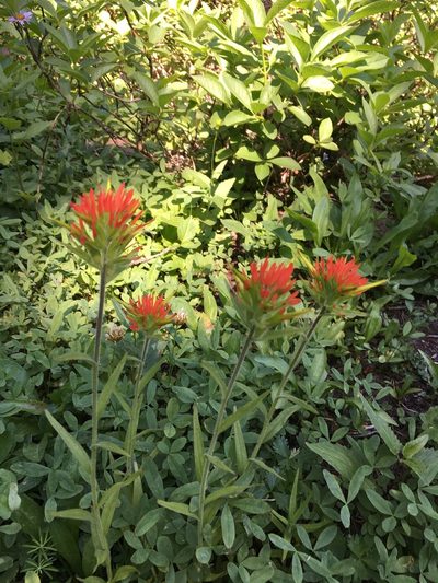 Castilleja suksdorfii, photographed by Casey Schreiner