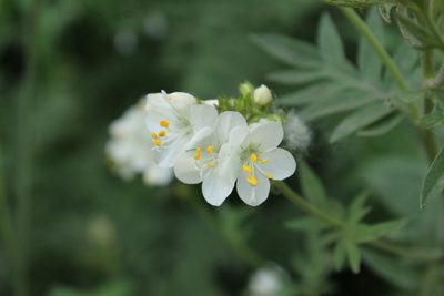 Polemonium foliosissimum, photographed by Isaac Krone