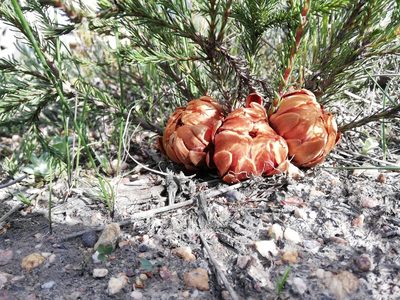 Protea subulifolia, photographed by Rebecca Dames