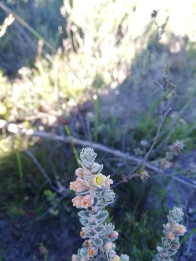 Clutia tomentosa, photographed by Rebecca Dames