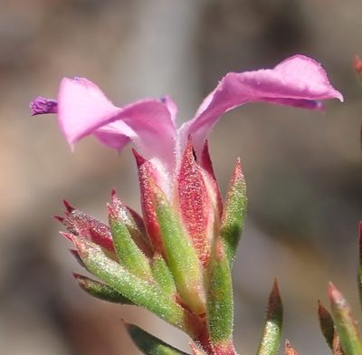 Acmadenia maculata, photographed by Nicola van Berkel