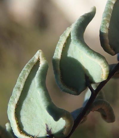 Choristosoria leucomelas, photographed by Nicola van Berkel