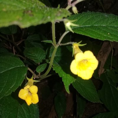 Achimenes flava, photographed by HERNÁNDEZ RAMOS MARÍA ELENA