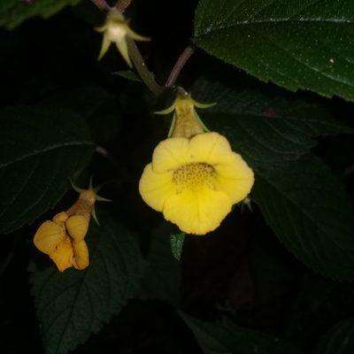 Achimenes flava, photographed by HERNÁNDEZ RAMOS MARÍA ELENA