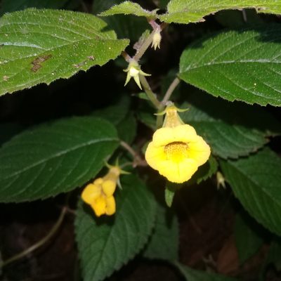 Achimenes flava, photographed by HERNÁNDEZ RAMOS MARÍA ELENA