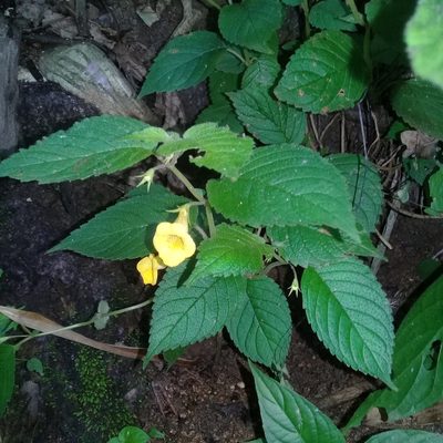 Achimenes flava, photographed by HERNÁNDEZ RAMOS MARÍA ELENA