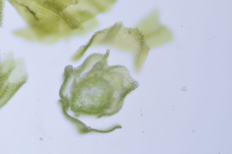 Lescuraea stenophylla, photographed by Randal