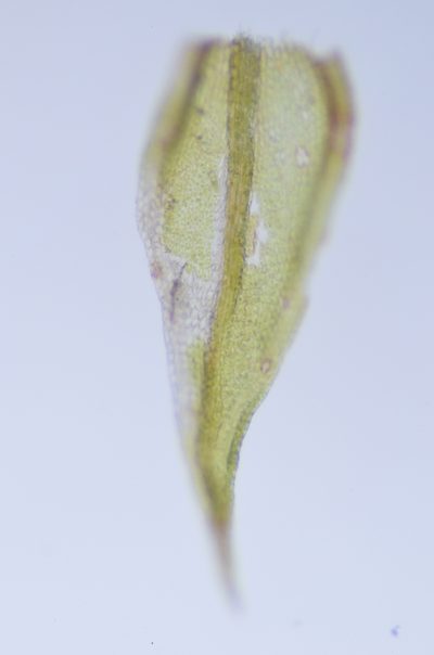 Lescuraea stenophylla, photographed by Randal