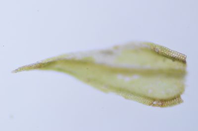 Lescuraea stenophylla, photographed by Randal
