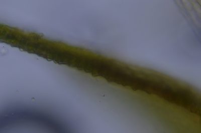 Lescuraea stenophylla, photographed by Randal