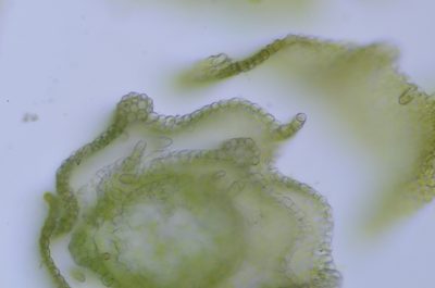 Lescuraea stenophylla, photographed by Randal