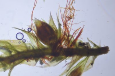Lescuraea stenophylla, photographed by Randal