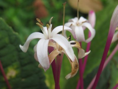 Clerodendrum quadriloculare, photographed by Diogo Luiz