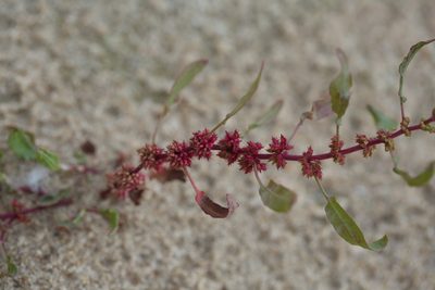 Rumex ucranicus, photographed by Вячеслав Юсупов