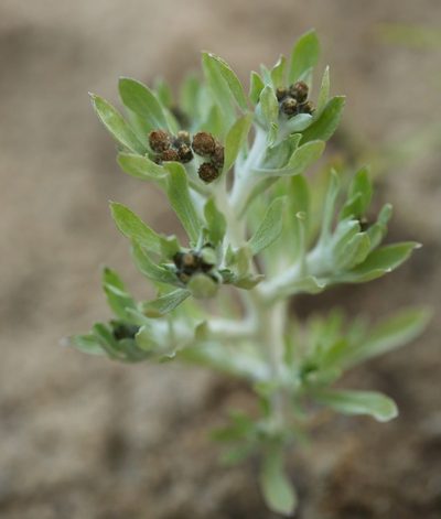 Gnaphalium rossicum, photographed by Вячеслав Юсупов