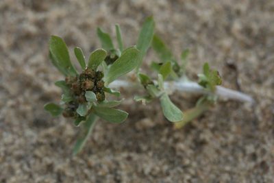 Gnaphalium rossicum, photographed by Вячеслав Юсупов