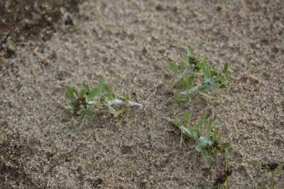 Gnaphalium rossicum, photographed by Вячеслав Юсупов