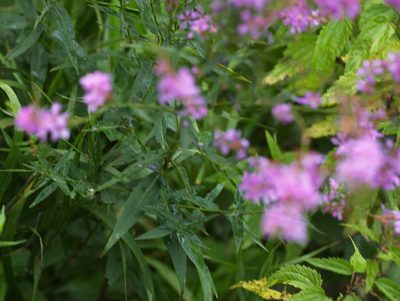 Lythrum virgatum, photographed by Вячеслав Юсупов