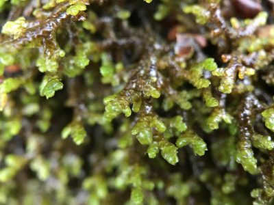 Frullania tamarisci, photographed by Andrew Melton