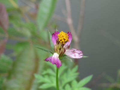 Cosmos caudatus, photographed by Diogo Luiz