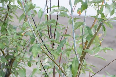 Salix alaxensis, photographed by Syd Cannings