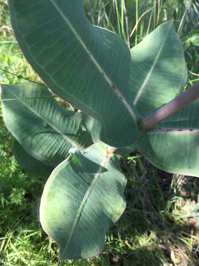 Asclepias mirifica, photographed by Enrique Martínez Núñez