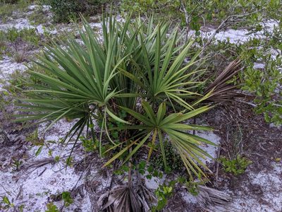 Sabal etonia, photographed by Scott Allen Davis