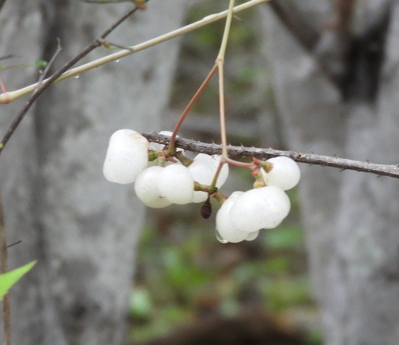 Ampelopsis denudata, photographed by Francisco Farriols Sarabia