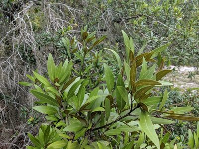 Persea humilis, photographed by Scott Allen Davis
